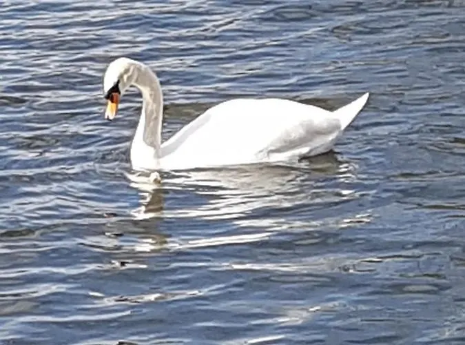 Unique Water Tiny Hausboot Fuer 2 Personen Bådhotel *